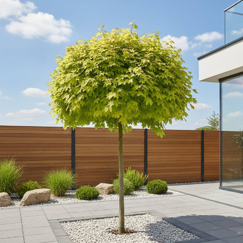 Klon pospolity Golden Globe szczepiony na pniu