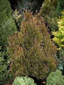 Thuja Tuja Żywotnik zachodni 'Rain Pearl'
