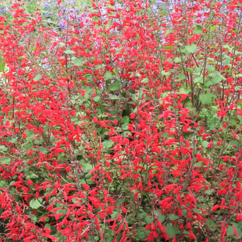 Szałwia Hot Trumpets (C2)