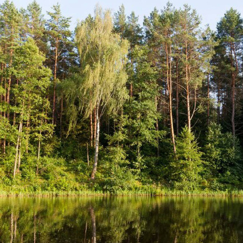 Zestaw Na Działkę Szybkorosnące Drzewa Plant Pack
