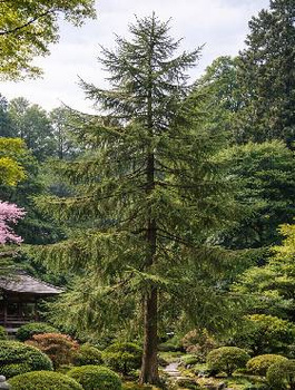 Modrzew japoński  Larix kaempferi