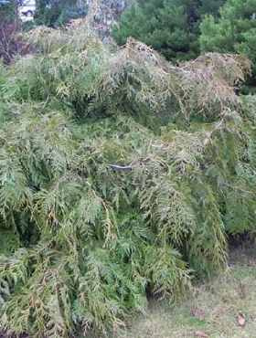 Żywotnik olbrzymi 'Holly Turner'