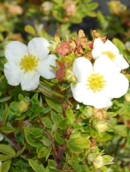 Pięciornik krzewiasty Tilford Cream (C2)