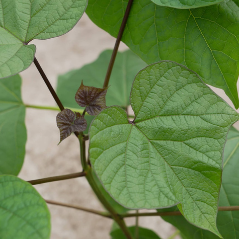 Katalpa Surmia Storczykowiec odstrasza komary (C2)