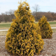 Thuja Tuja Żywotnik zachodni Sunkist (C2)