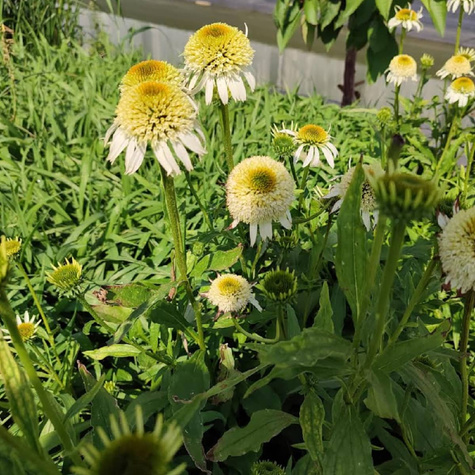 Jeżówka purpurowa Pappalo Semi Double White