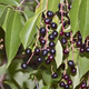 Czeremcha Plant Pack