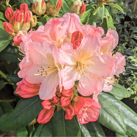Rododendron Percy Wieseman łososiowy (C2)