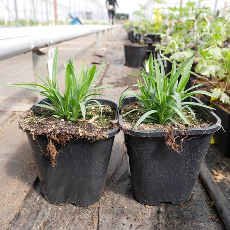 Goździk ogrodowy Purple Picotee (C2)