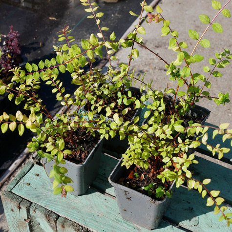 Śnieguliczka Chenaullta Brain de Soleil (C2)