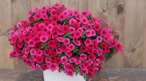 Surfinia Supertunia Vista Paradise samoczyszcząca Sadzonka NOWOŚĆ