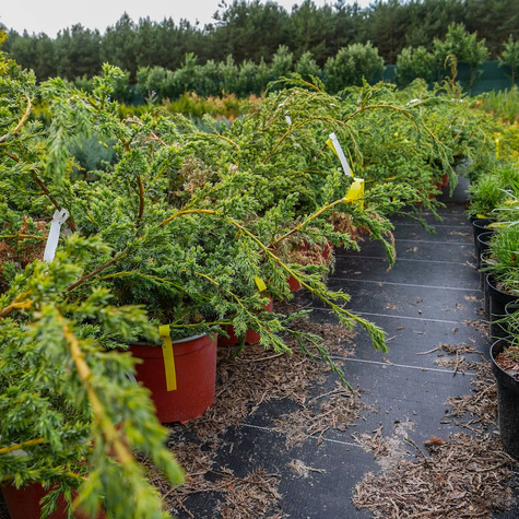 Jałowiec chiński Blue Alps (C2)