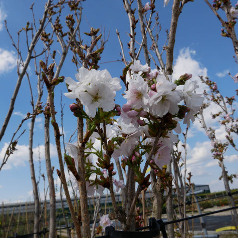 Wiśnia piłkowana Amanogawa kolumnowa zielona