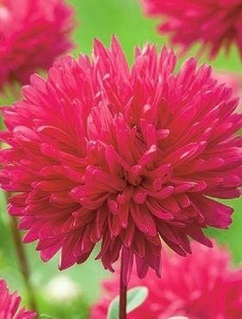 Aster chiński peoniowy Magdalena 0,5g