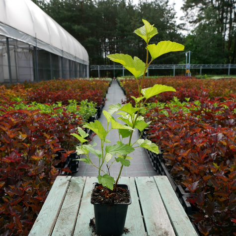 Pęcherznica kalinolistna Luteus (P9)