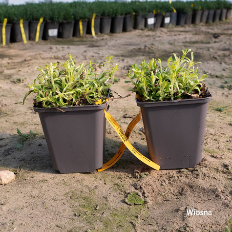 Jasieniec trwały (C2)