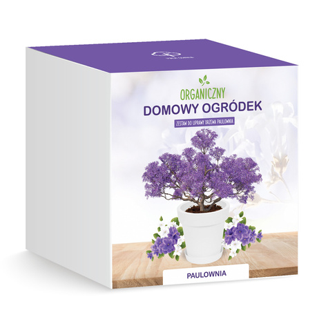Zestaw do uprawy Bonsai Drzewko szczęścia Paulownia