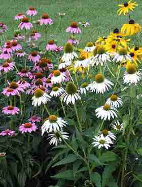 Rudbekia purpurowa (Jeżówka) trwała biała 0,5g