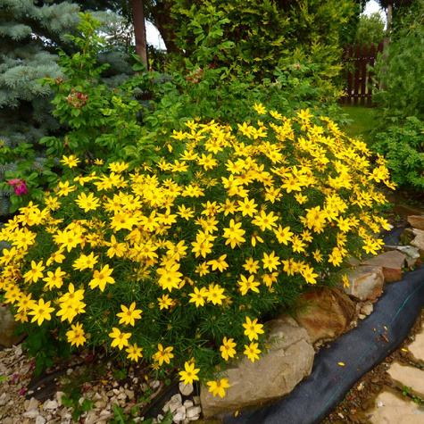 Nachyłek okółkowy (C2)