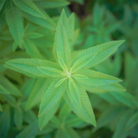 Werbena cytrynowa Pachnie Freshman (C2)