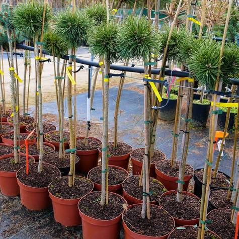 Sosna hakowata Titus szczepiona na pniu Pa60cm