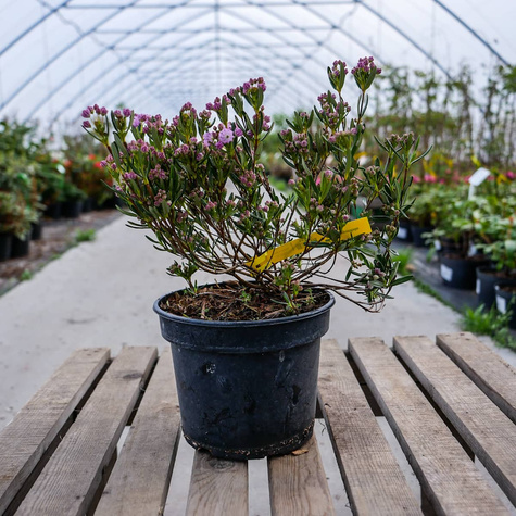 Kalmia angustifolia Rubra (C2)