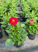Dalia Lubega Special Bicolor Burgundy