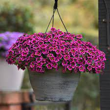 Calibrachoa Mini Surfinia Cabaret Good Night Kiss purpurowo-różowa NOWOŚĆ