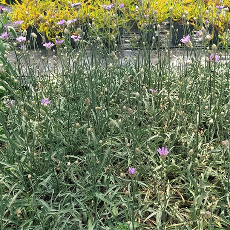 Kupidynek błękitny (C2)