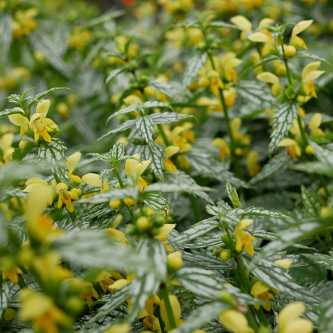 Gajowiec żółty Herman's Pride (C2)