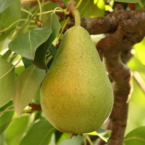 Duo Grusza Bonkreta i Faworytka Plant Pack