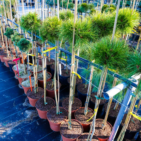 Sosna gęstokwiatowa Kim szczepiona na pniu Pa90