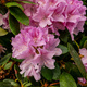 Rododendron Cheer różowy (C2)