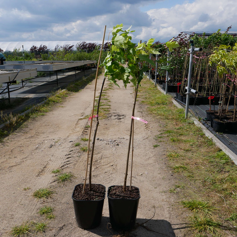 Klon jawor Leopoldii szczepiony na pniu