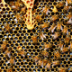 Propolis Kit pszczeli 50g na odporność