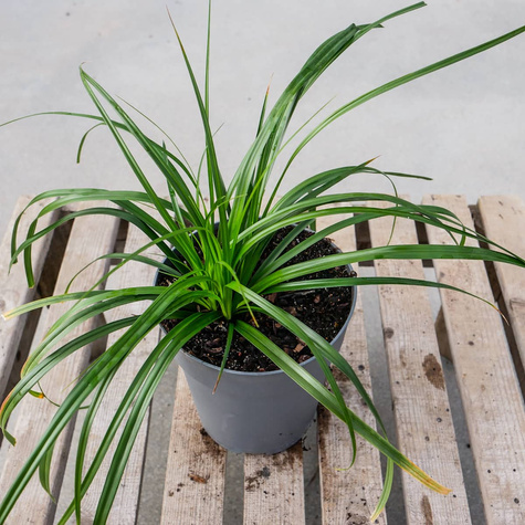 Turzyca oszimska Evergreen (C2)