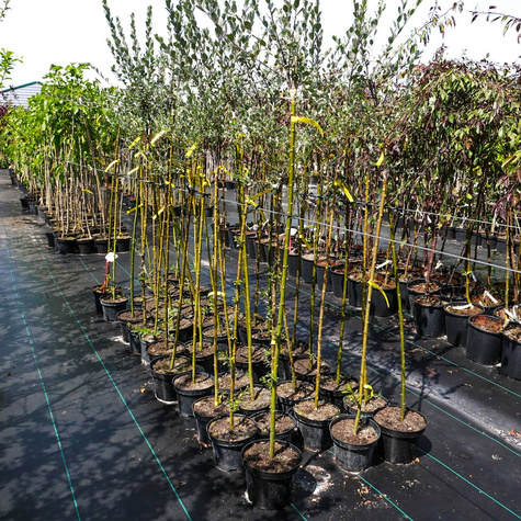 Wierzba argentea na pniu (C5)