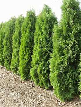Thuja Tuja Żywotnik zachodni 'Compacta'