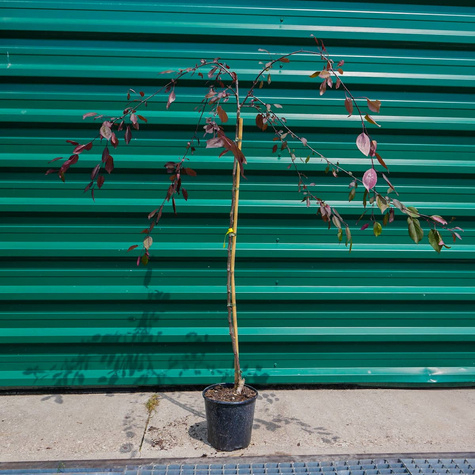 Jabłoń Ozdobna Czerwona Pendula Szczepiona Na Pniu