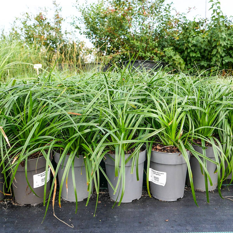 Turzyca oszimska Evergreen (C2)