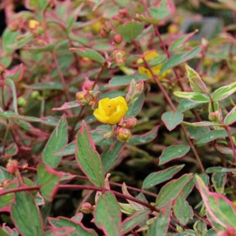 Dziurawiec Tricolor (C2)