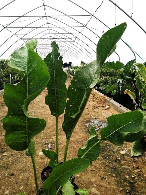 Chrzan Biały ostry duński (C2)