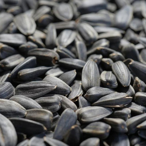 Słonecznik czarny pastewny 1kg