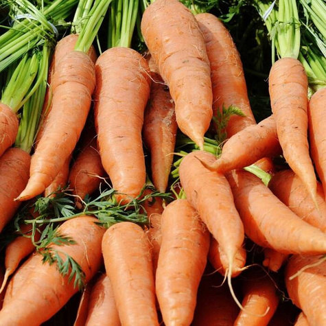 Marchew jadalna Nantes 5 - Fanta średnio wczesna 6,5g