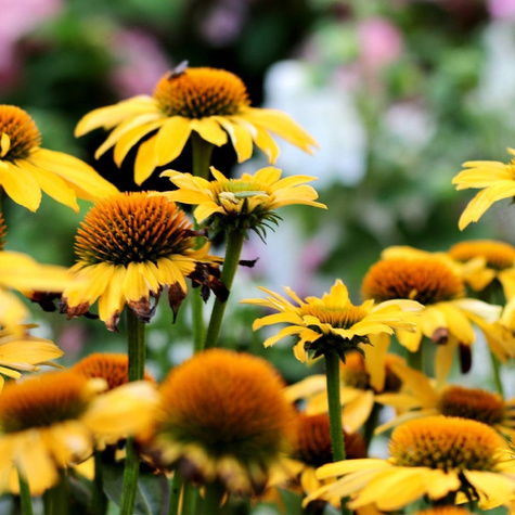 Jeżówka Now Cheesier gigantyczne kwiaty (C2)