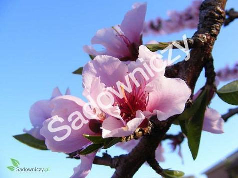 Nektaryna Harco w doniczce (C2)