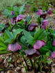 Ciemiernik wschodni 'Metallic Blue'