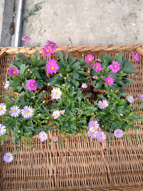 Czubatka ubiorkolistna Zestaw 3 szt. różowej i 3 szt. niebieskiej