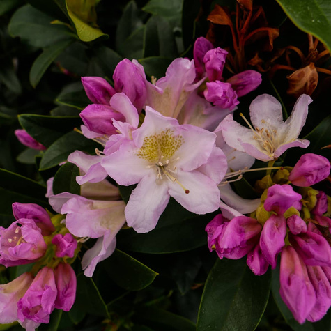 Rododendron Albert Schweitzer (C2)