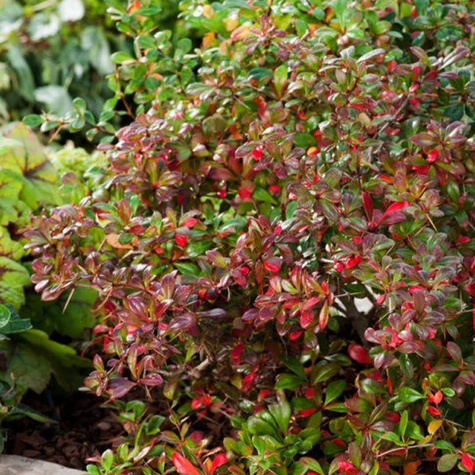 Berberys pośredni Parkjuweel (C1.7)